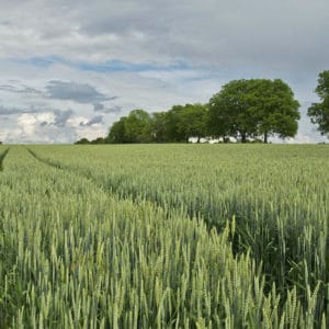 El bioetanol acelera su propuesta como firme sustituto de los carburantes fósiles El bioetanol acelera su propuesta como firme sustituto de los carburantes fósiles