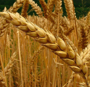 ¿Es el bioetanol  un subproducto del biorefino de cereal? ¿Es el bioetanol  un subproducto del biorefino de cereal?