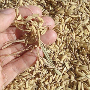 India busca limitar su dependencia del petróleo y el desarrollo rural a través del biorefino. India busca limitar su dependencia del petróleo y el desarrollo rural a través del biorefino.